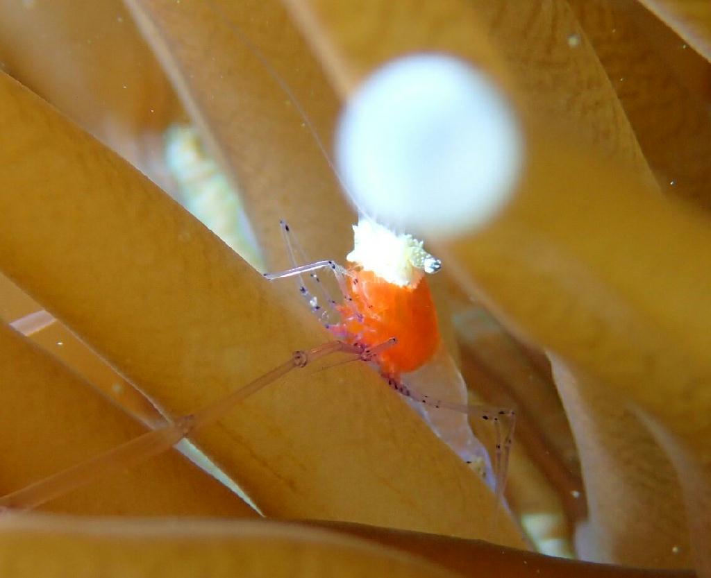 Lembeh strait - Aw shucks