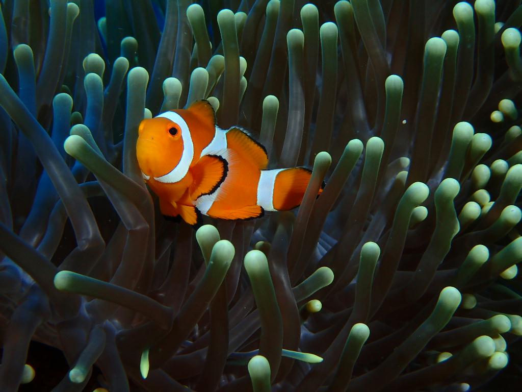 Manado - posi-posi 1