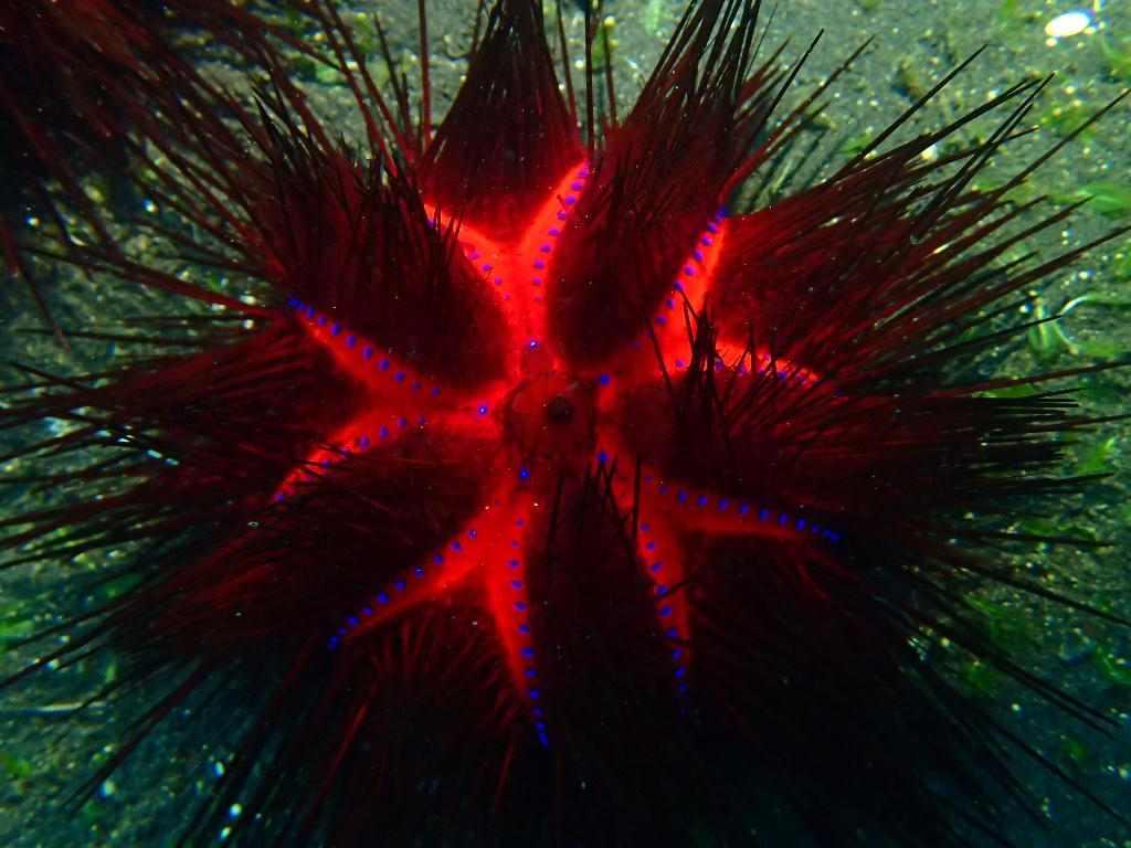 Lembeh strait - Makawide 1