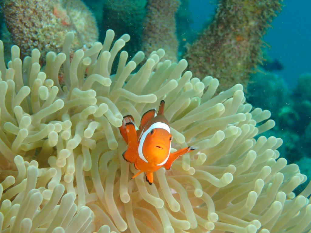 Manado - posi-posi 1