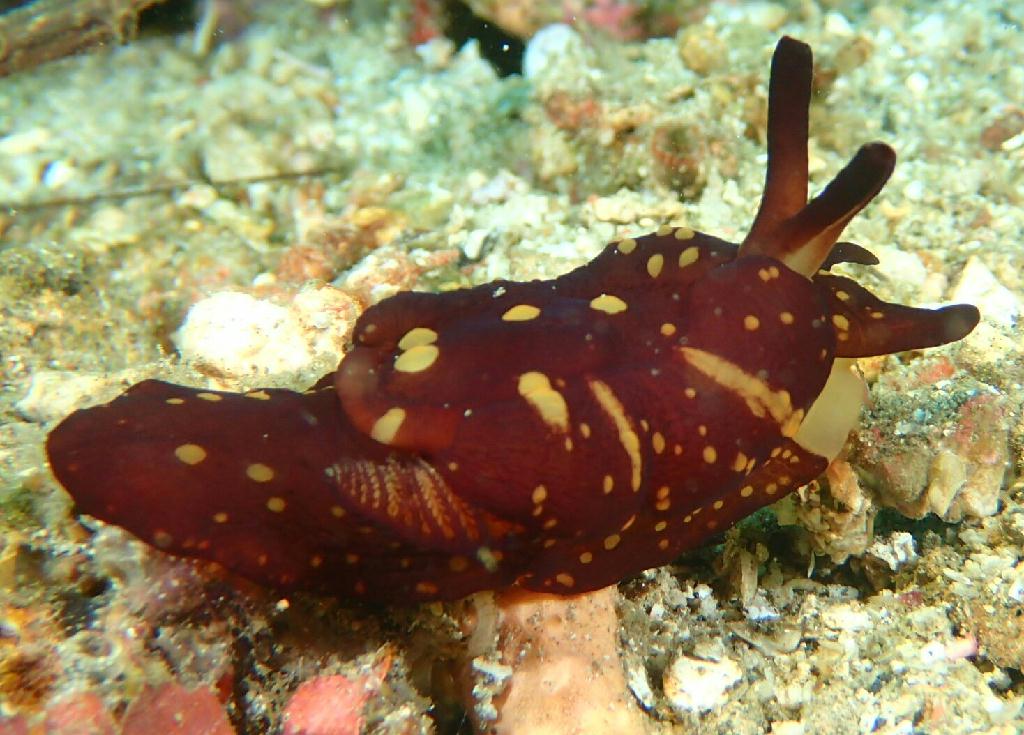 Lembeh strait - Nudi retreat 1