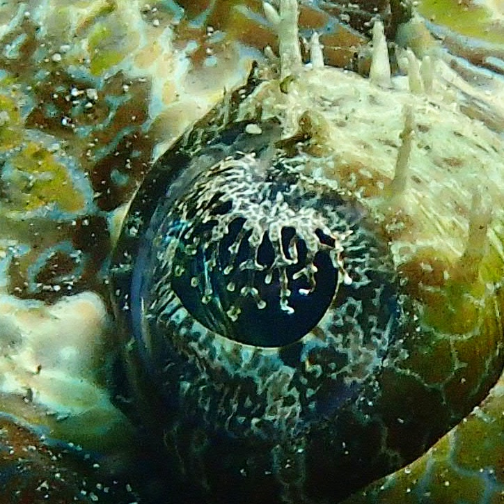 Manado - posi-posi 1