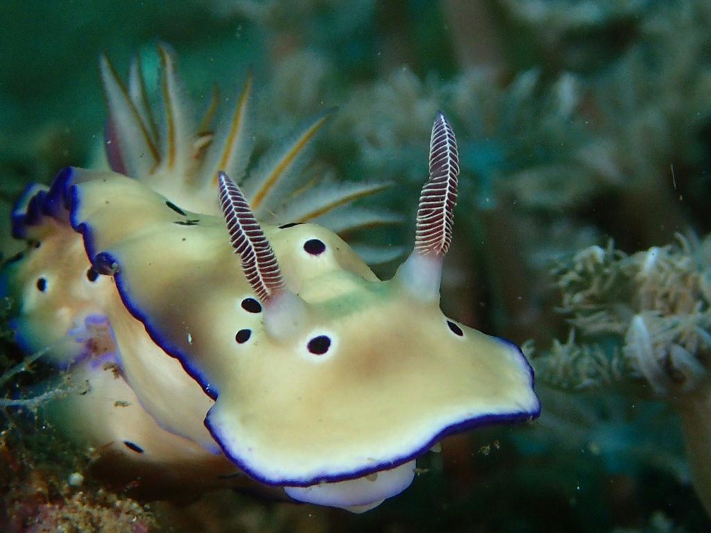 Manado - posi-posi 1