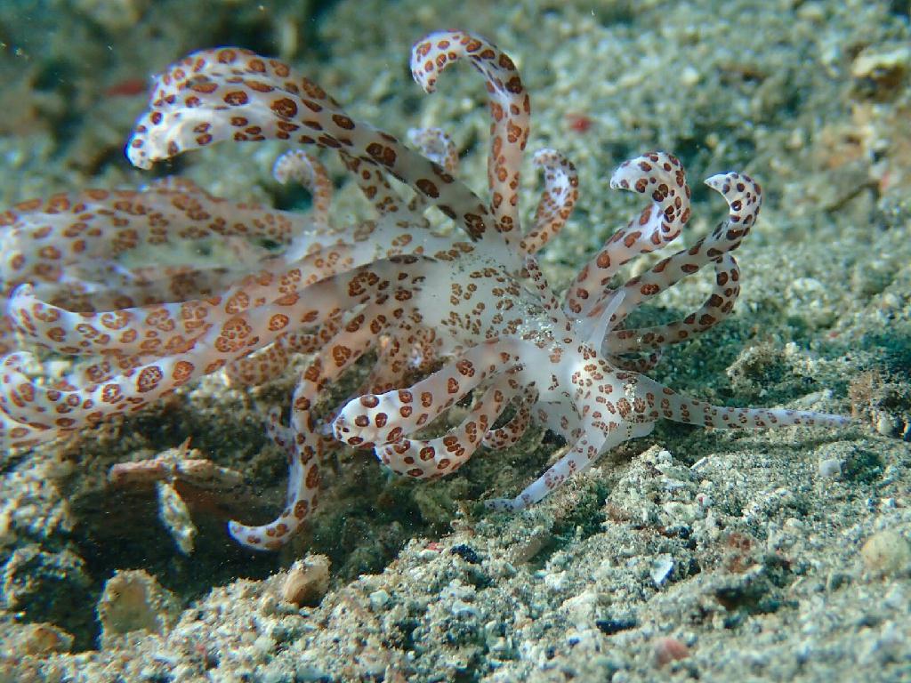 Lembeh strait - Aw shucks