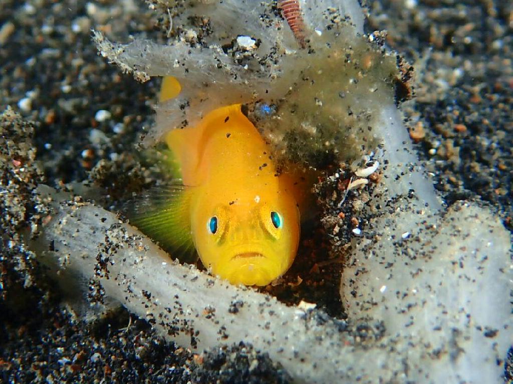 Lembeh strait - Makawide 1