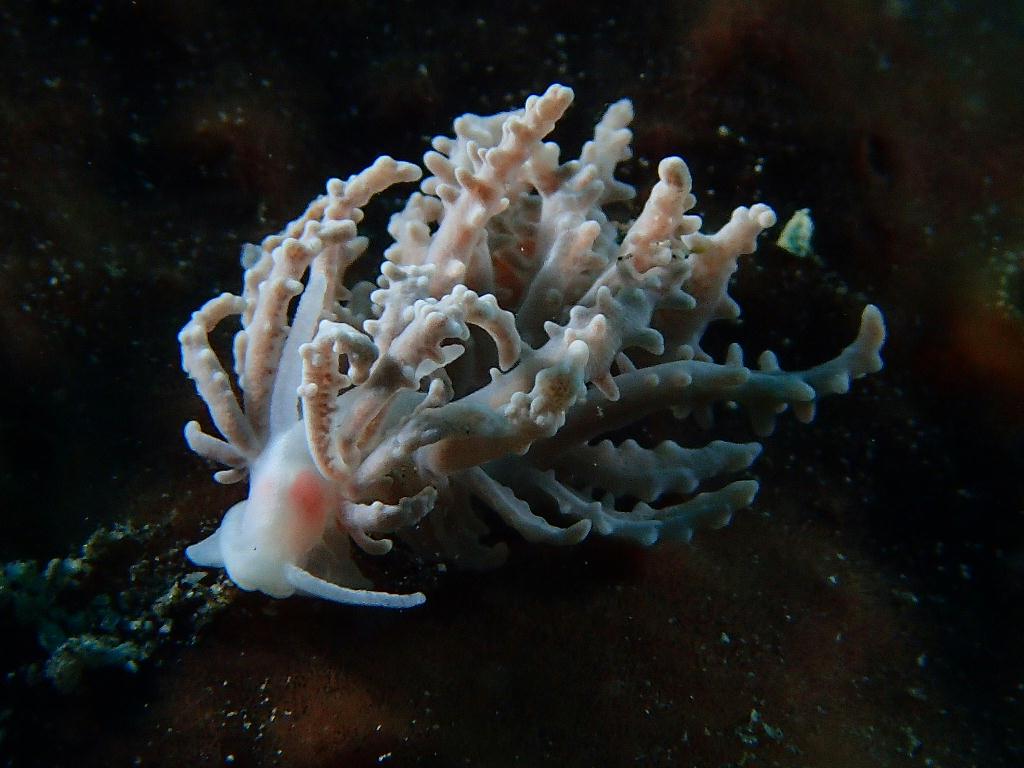 Lembeh strait - Aw shucks