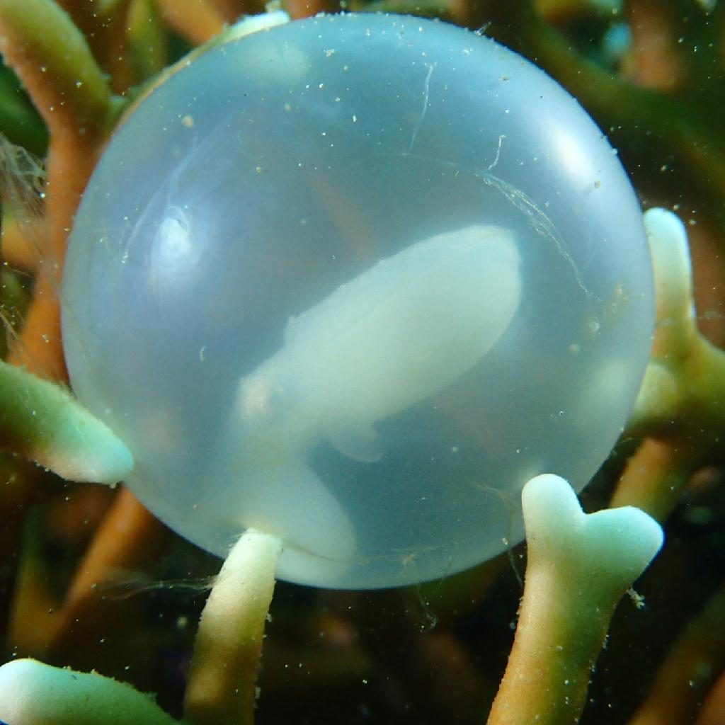 Manado - posi-posi 1