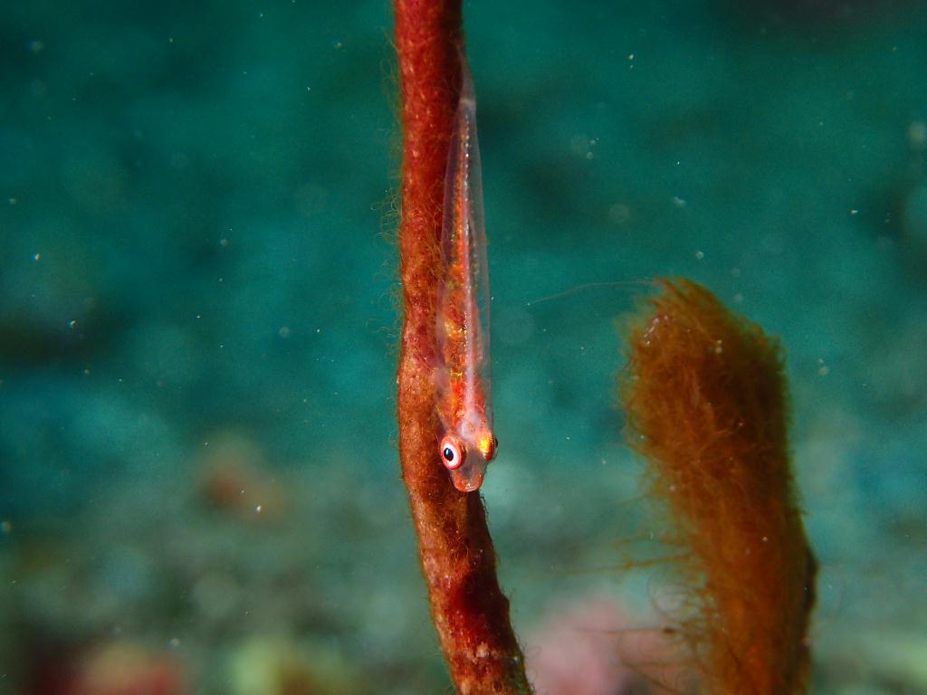 Lembeh strait - Nudi retreat 1