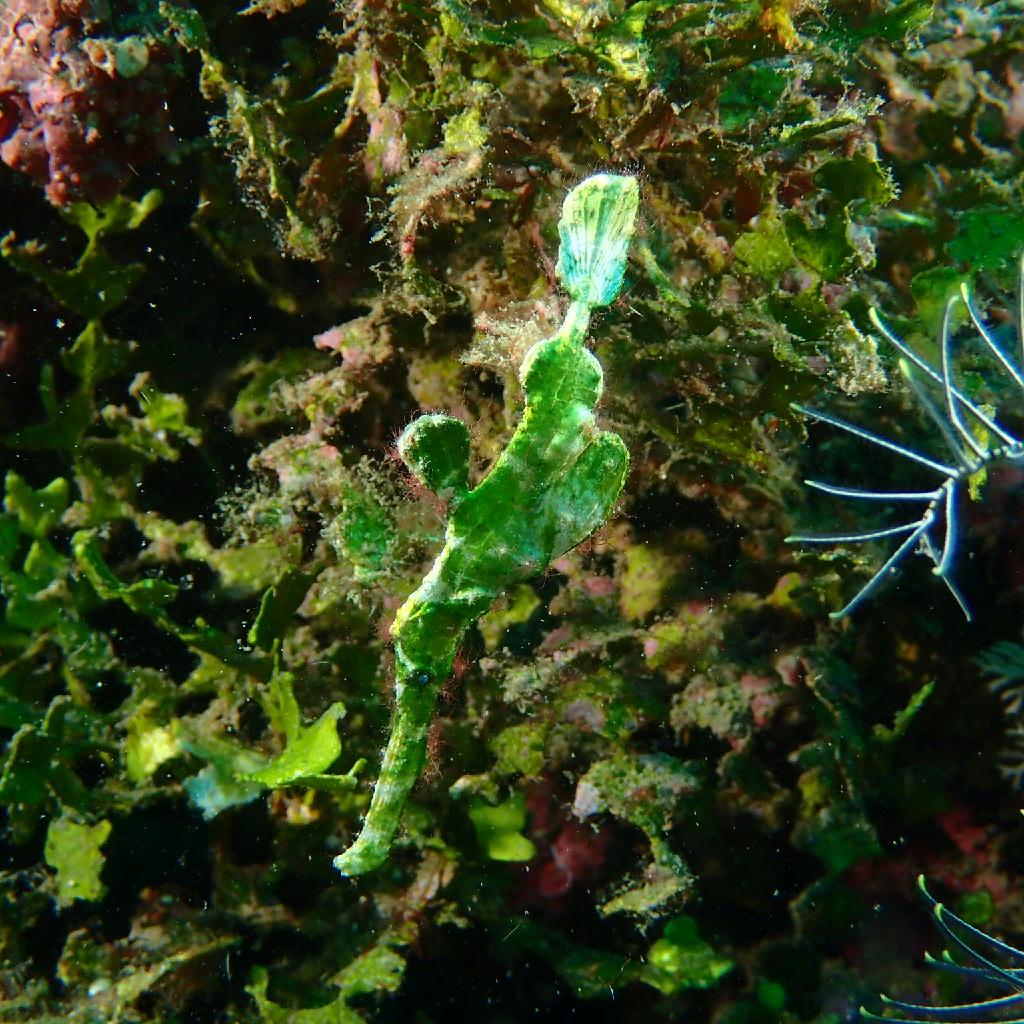 Manado - posi-posi 1