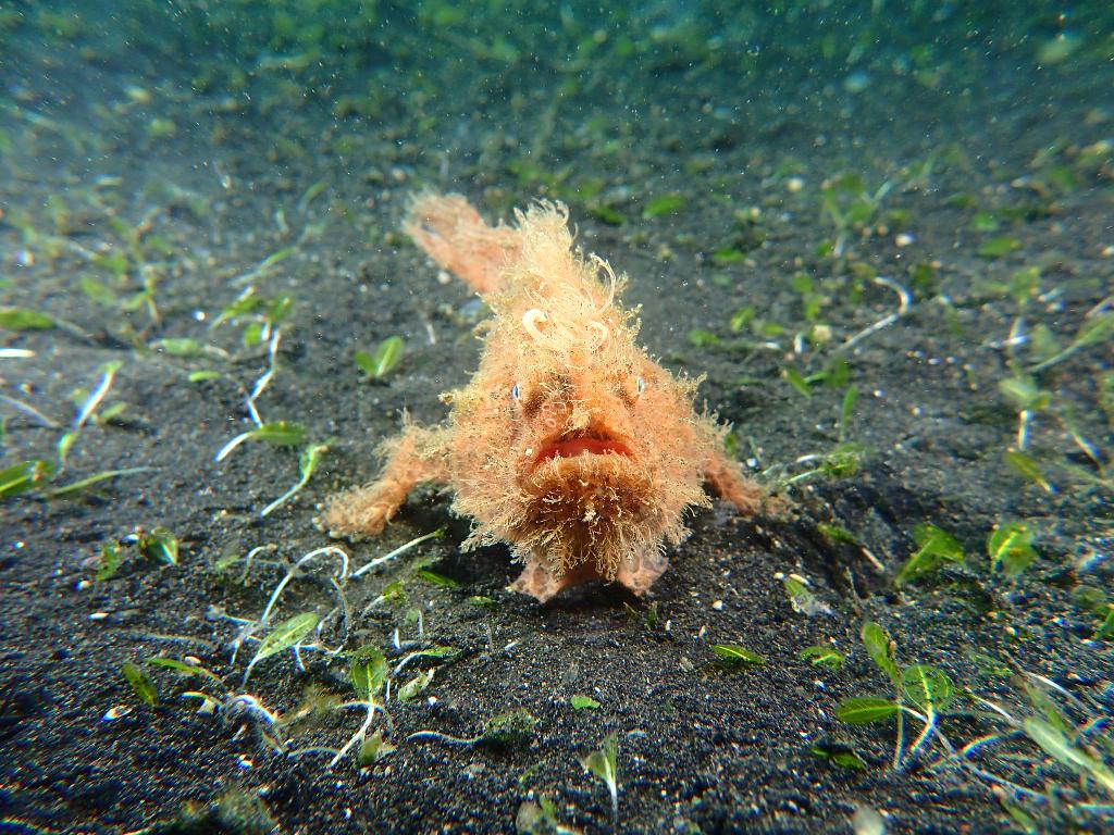 Lembeh strait - TK 3