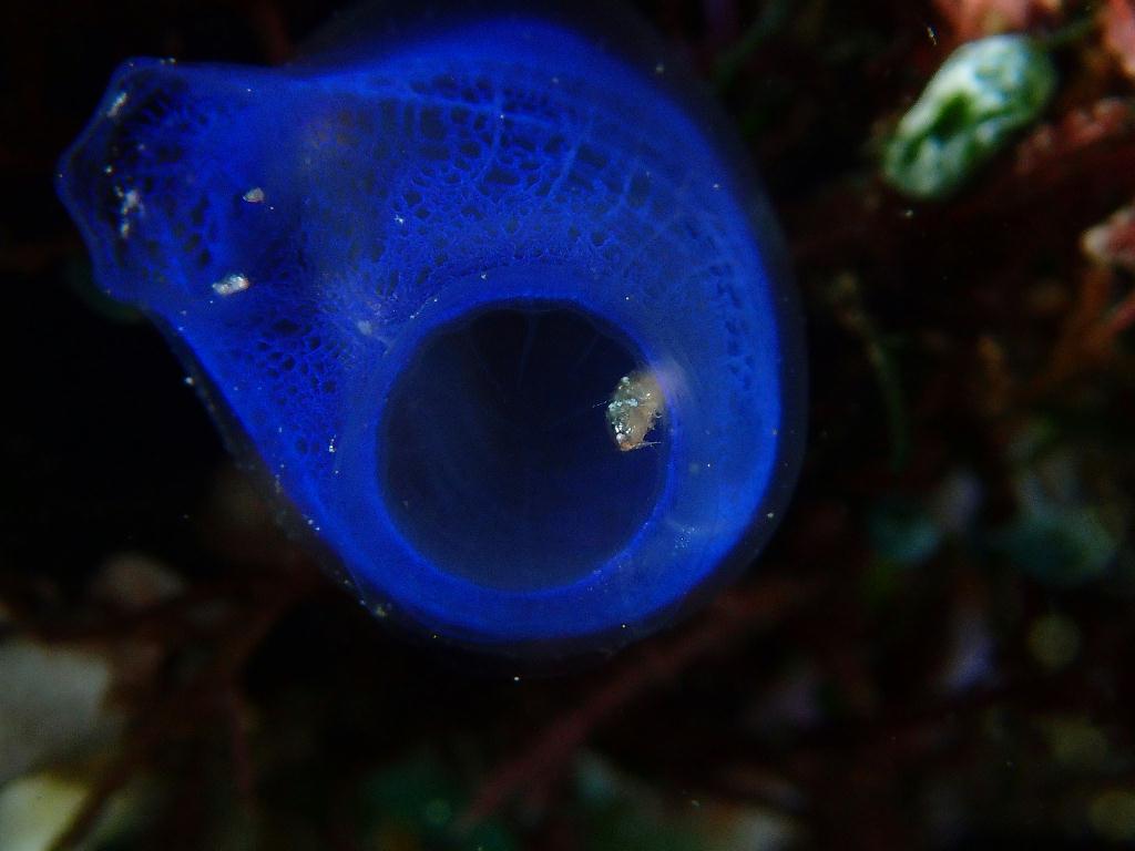 Lembeh strait - TK 3