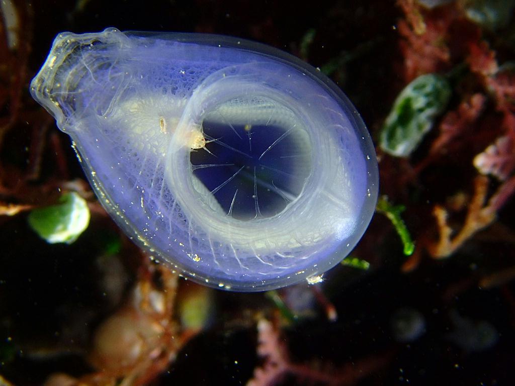 Lembeh strait - TK 3