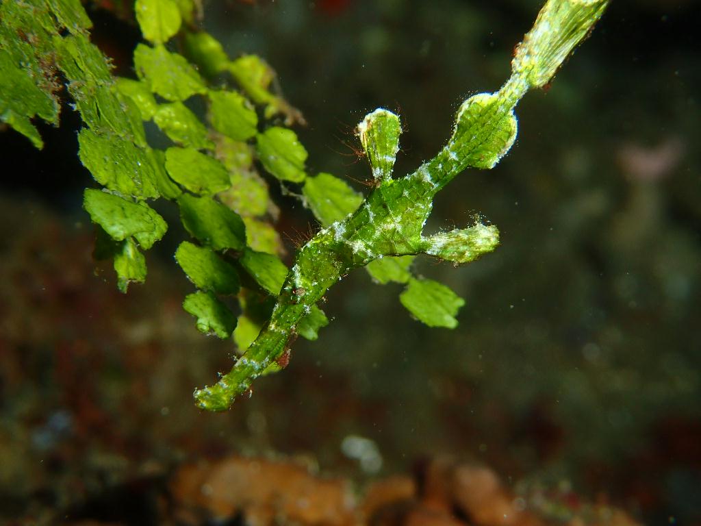 Lembeh strait - Marin point