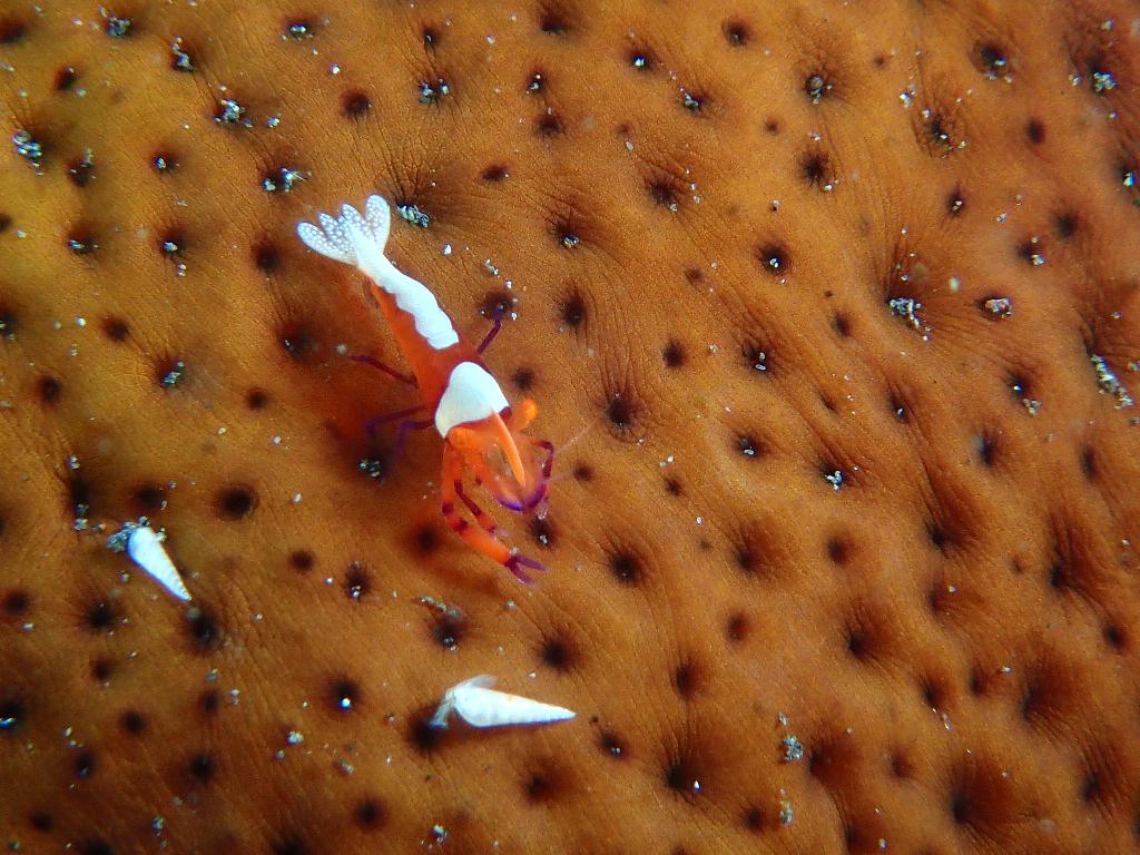 Lembeh strait - Aer bajo 2