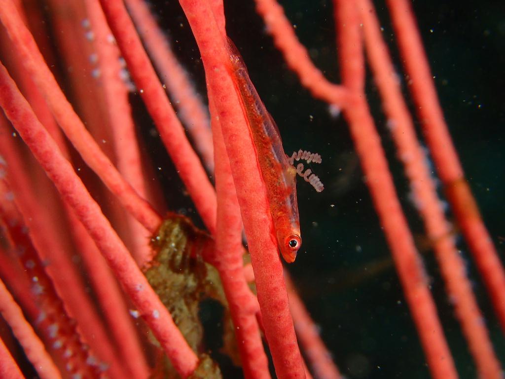 Lembeh strait - TK 3