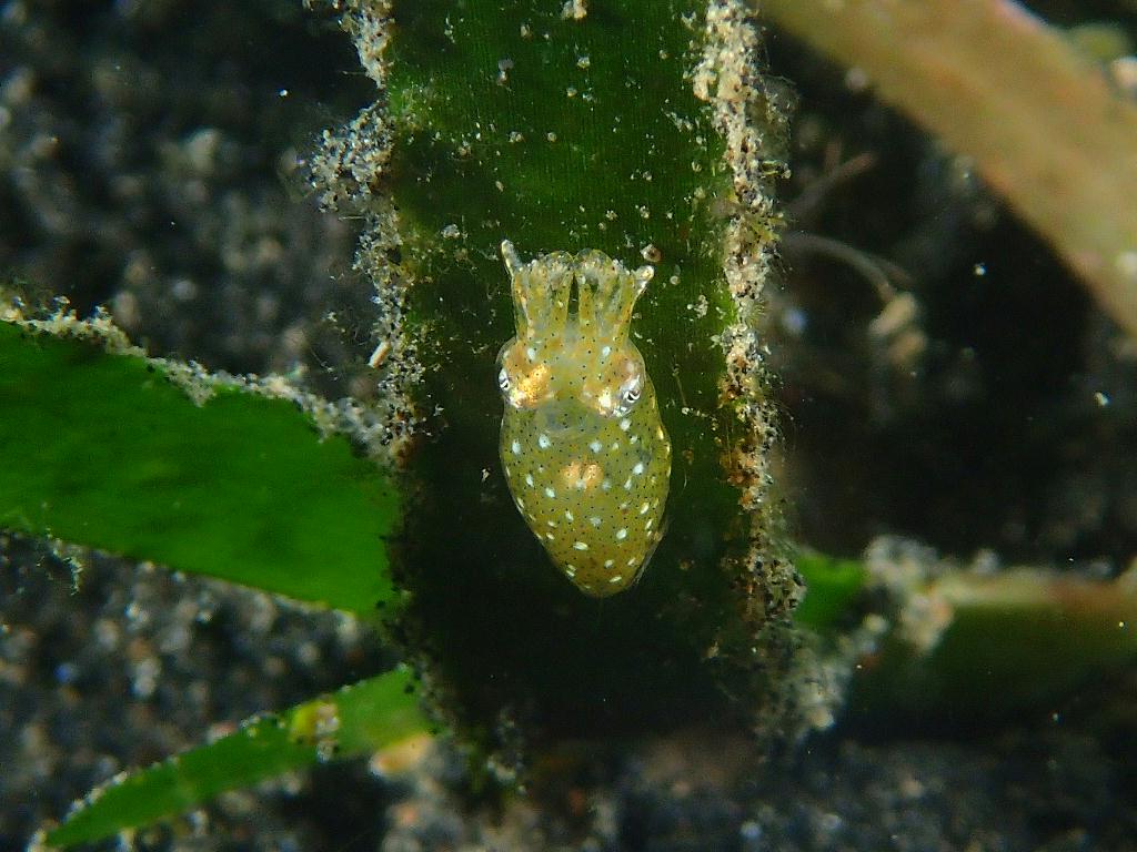 Lembeh strait - TK 3