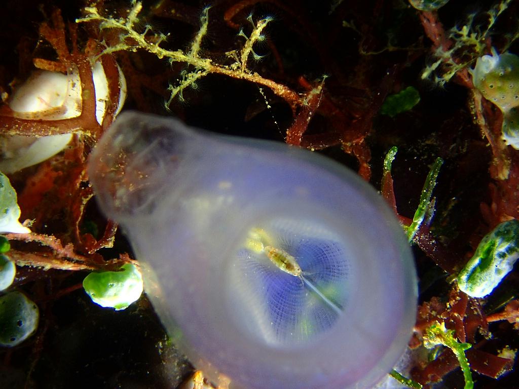 Lembeh strait - TK 3