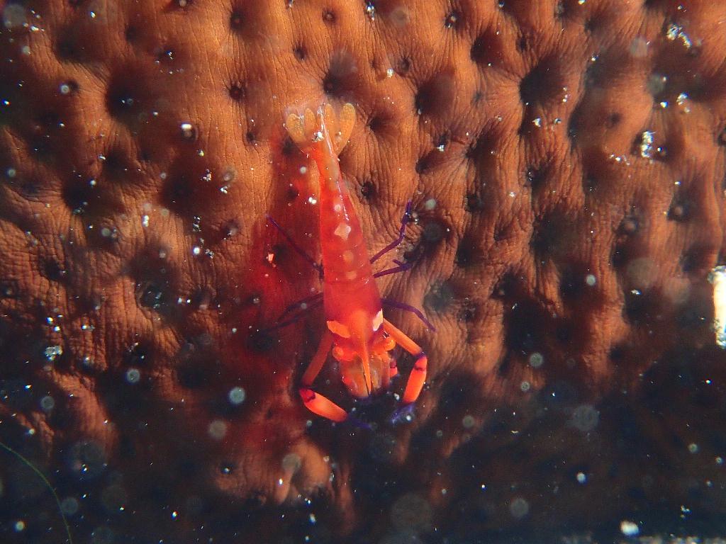 Lembeh strait - Aer bajo 2