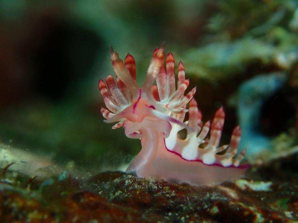 Lembeh strait - Marin point