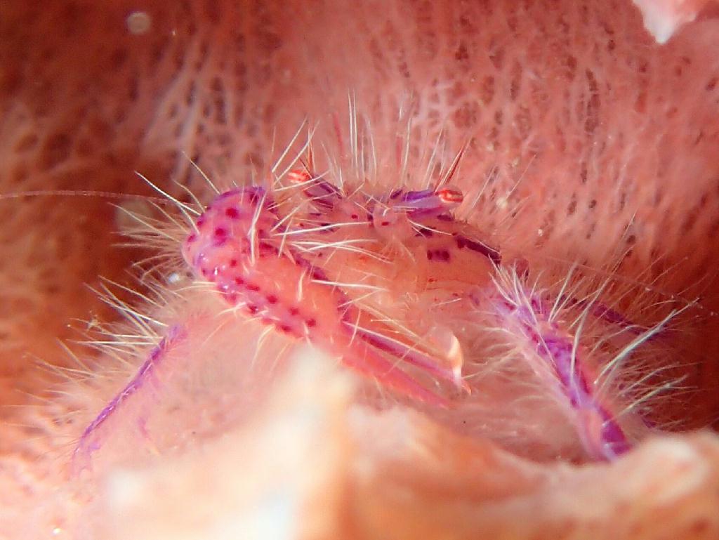Lembeh strait - Makawide 2