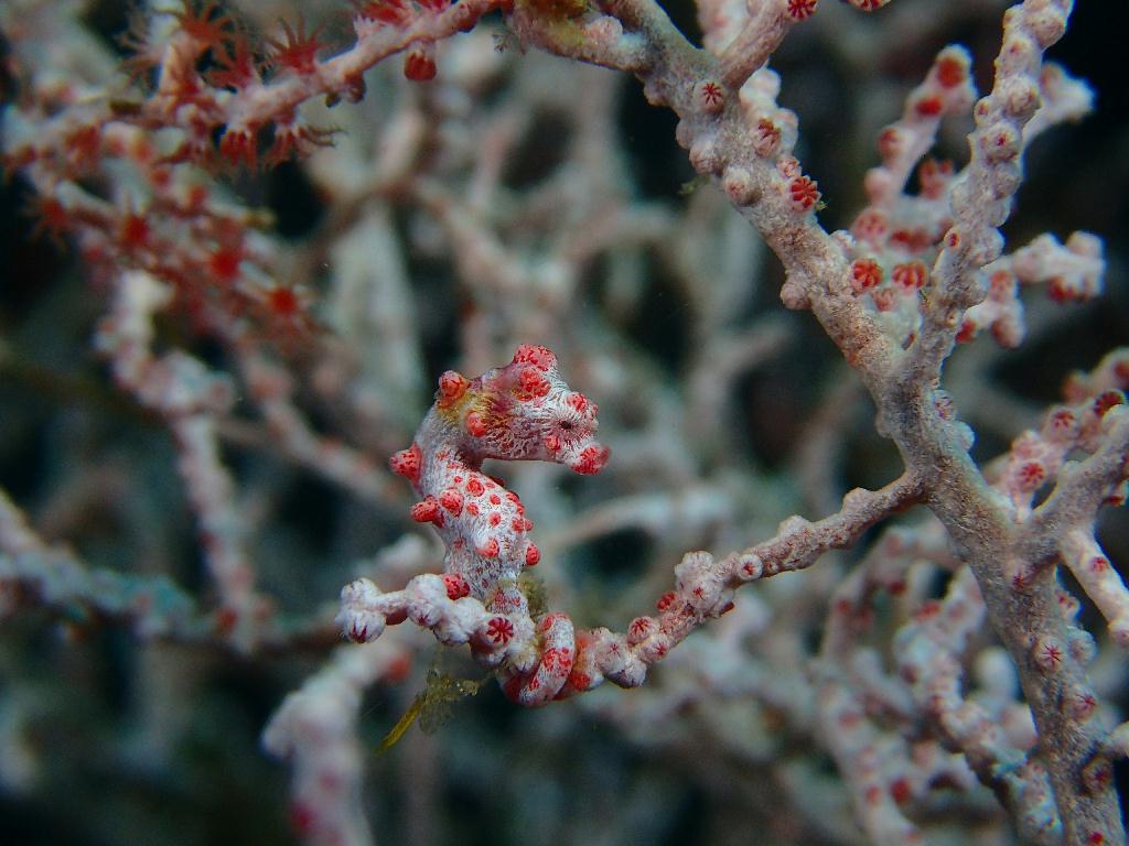 Lembeh strait - Makawide 2