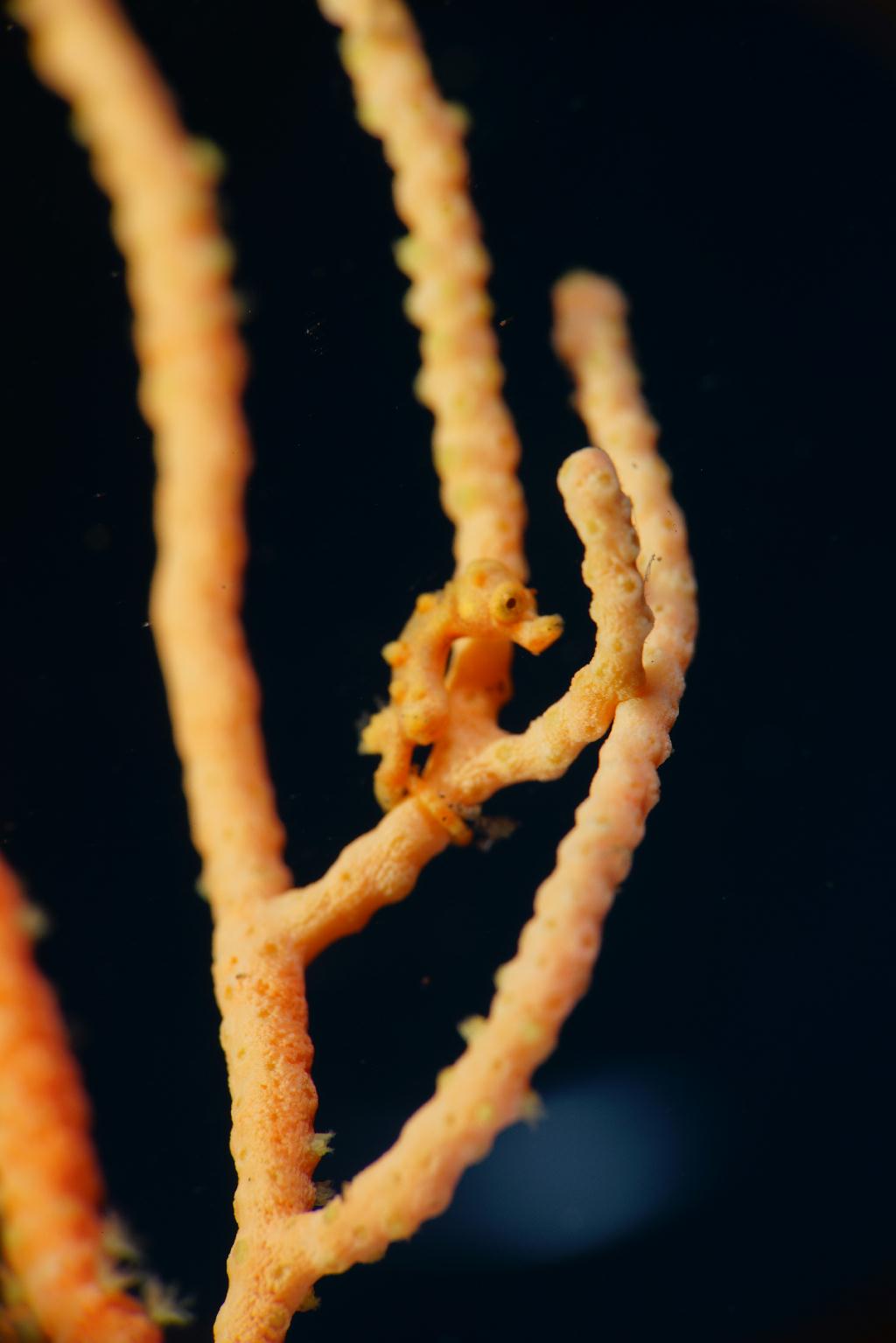 Macro photo shooting - Tulamben@Bali - House Reef@Villa Alba