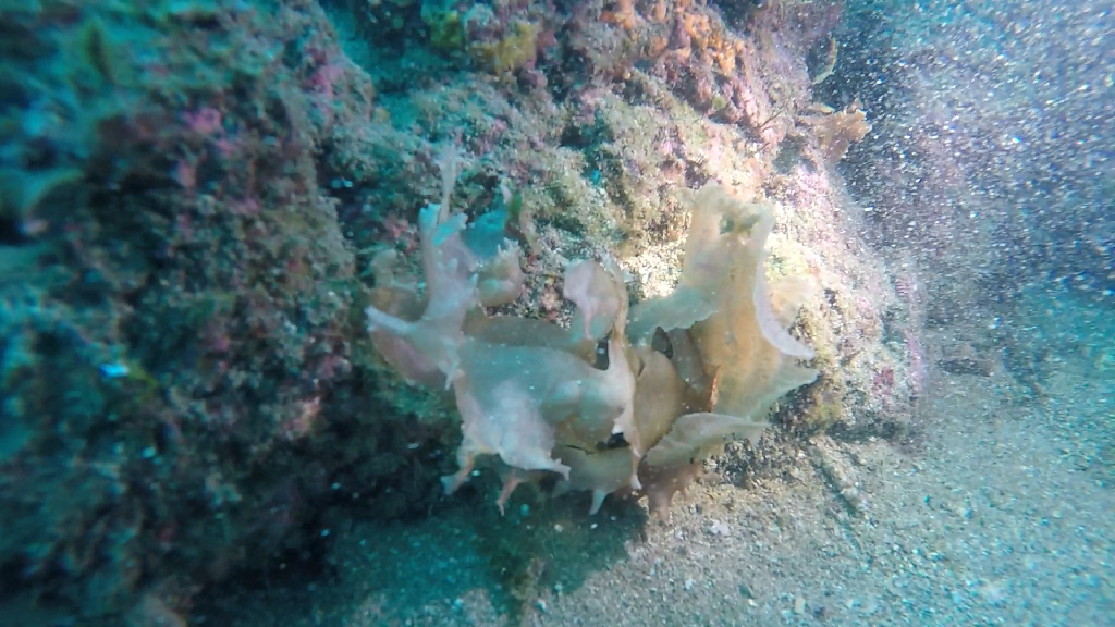 龍洞52 - 和美四號