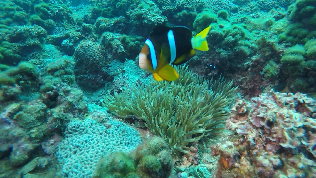 龍洞52 - 和美四號