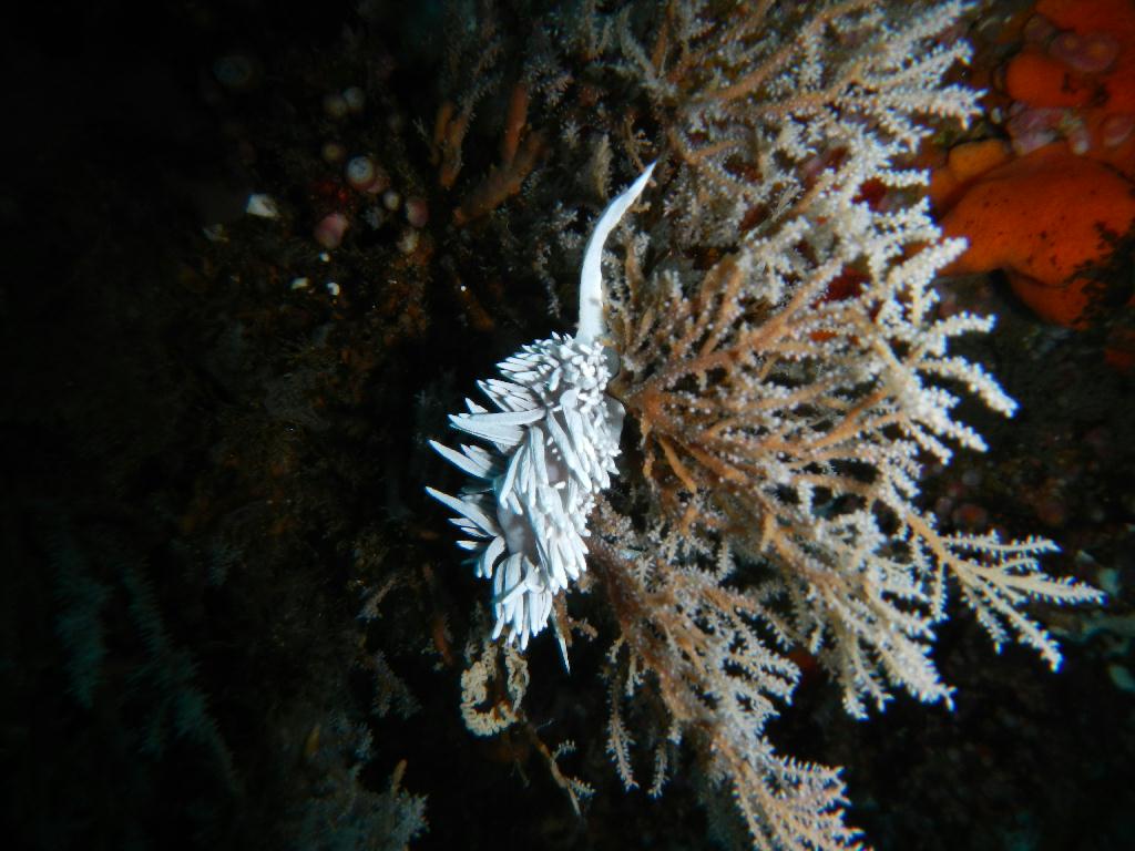 울릉도 울릉다이브리조트 - 죽도