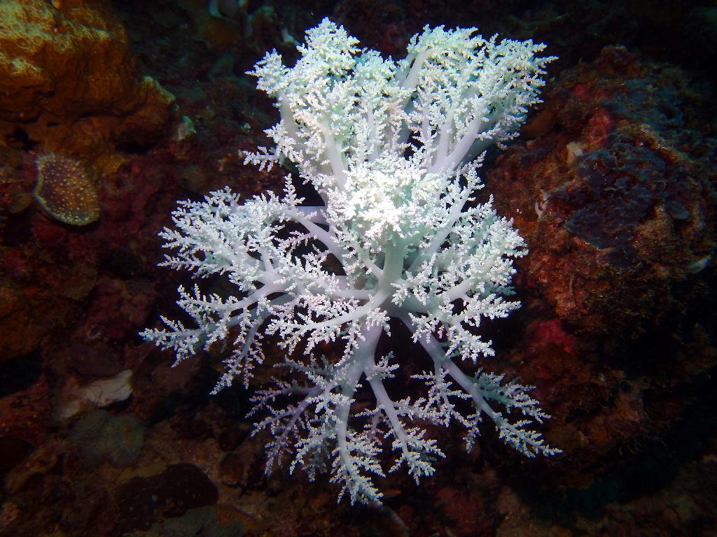 펀다이빙 - colon sanho dive - Sanho point