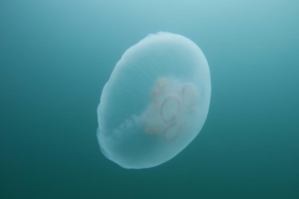 교육다이빙 - 고성 lf 문암 - 비취