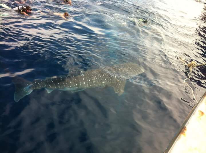 Fun Diving Leading - 태국 꼬따오 - Chumphon Pinnacle
