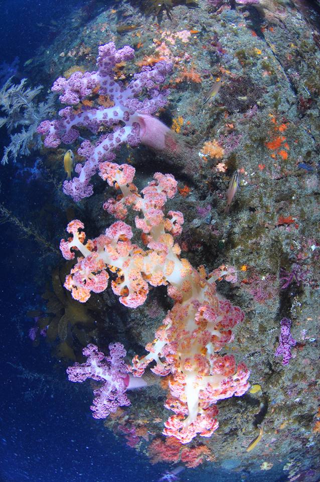 바람소리 스쿠버 다이빙 제주도 당일치기 (1) - 바람소리 스쿠버 다이빙 제주도 당일치기 (1) - 문섬새끼섬