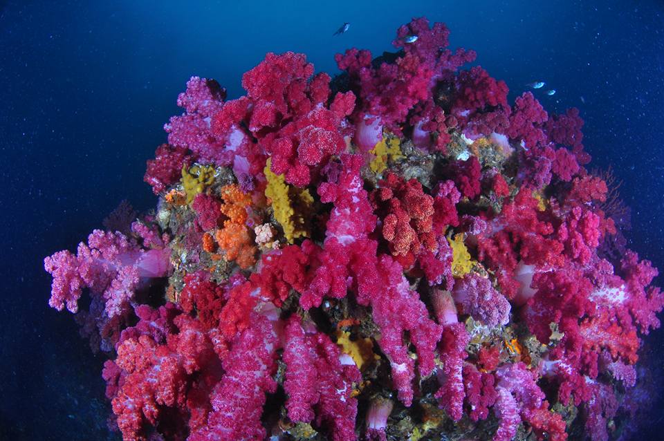 바람소리 스쿠버 다이빙 제주도 당일치기 (1) - 바람소리 스쿠버 다이빙 제주도 당일치기 (1) - 문섬새끼섬