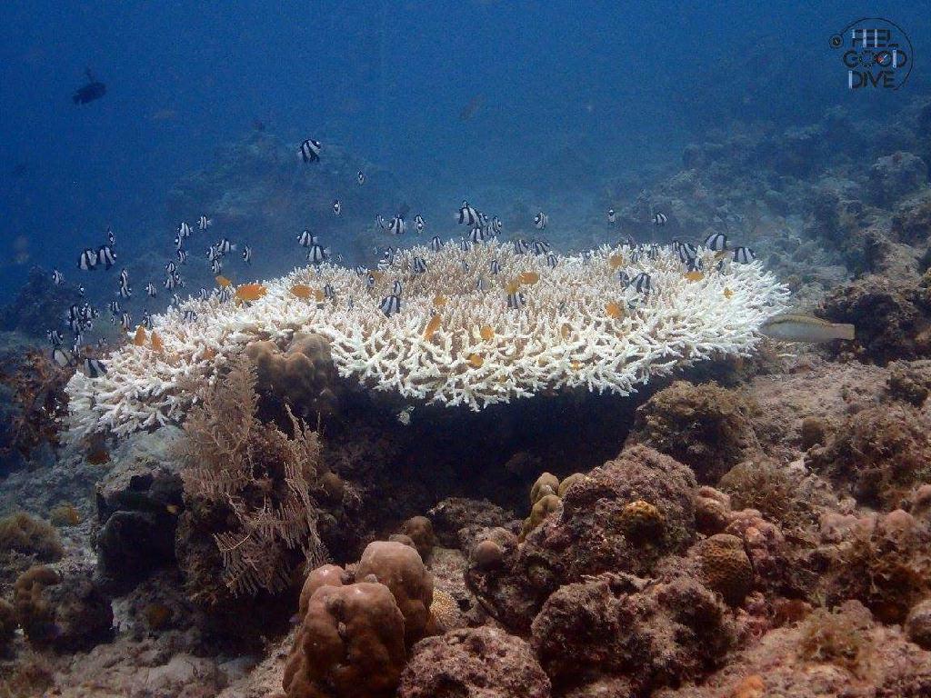 어드벤으 - 필리핀 세부 - 아구스