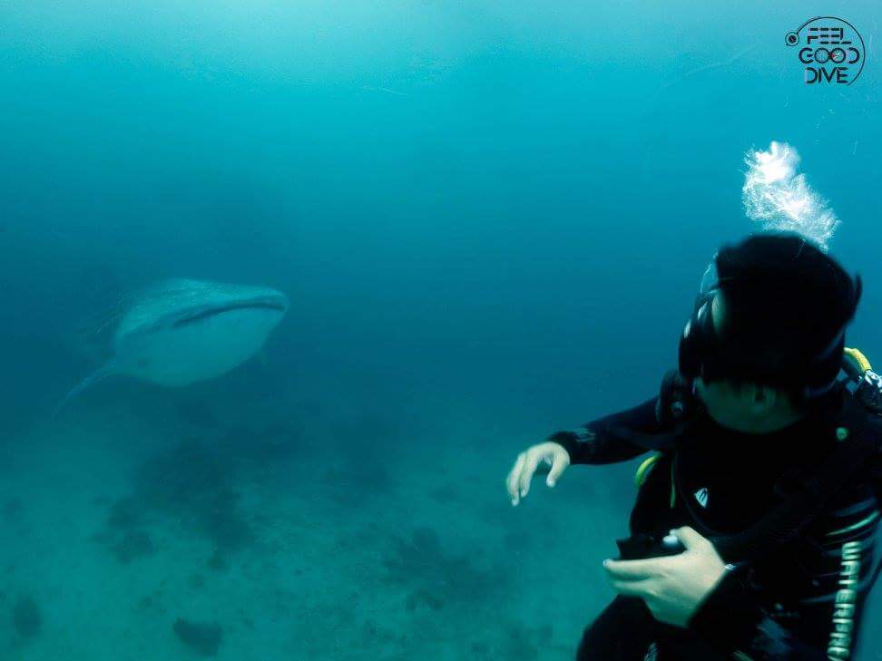 Whale shark watching - Cebu, Philippines - Oslob