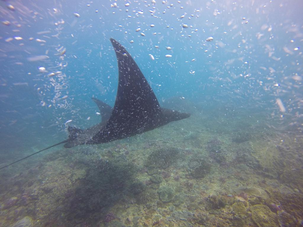 펀다이빙 - 발리 - 누사페니다 만타 포인트
