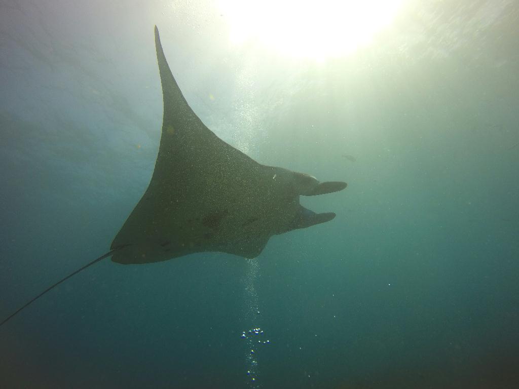 펀다이빙 - 발리 - 누사페니다 만타 포인트