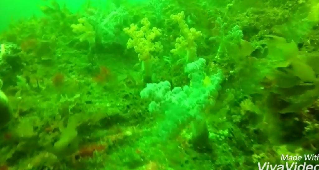 문섬 펀 다이빙 - 제주도 - 문섬