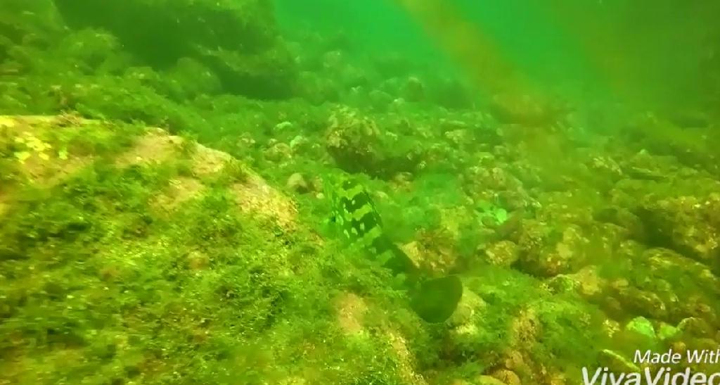 문섬 펀 다이빙 - 제주도 - 문섬