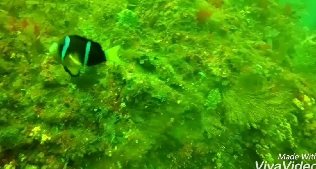 문섬 펀 다이빙 - 제주도 - 문섬