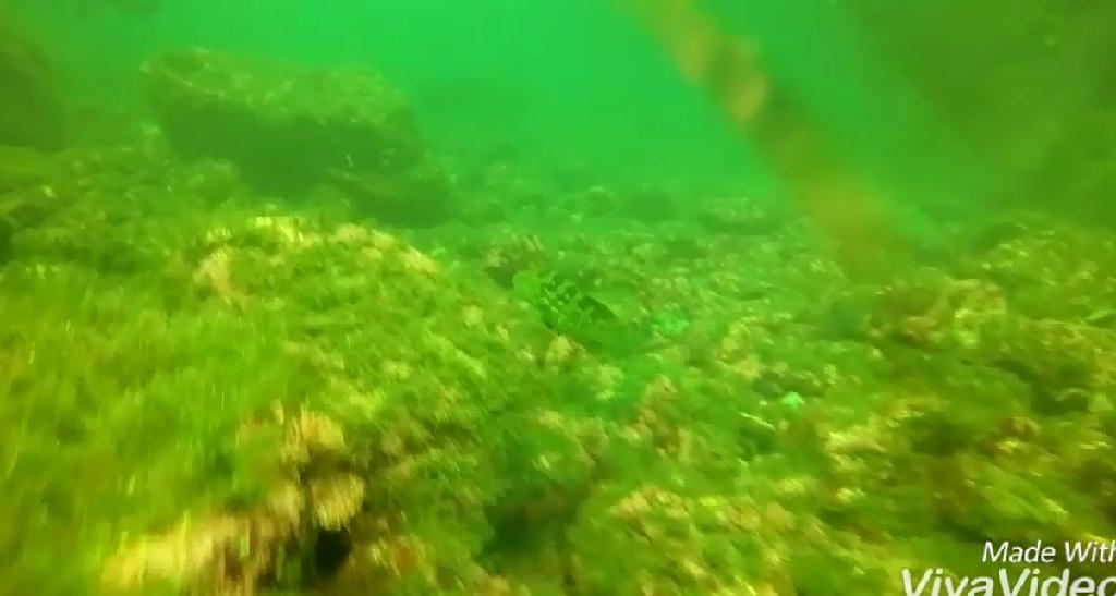 문섬 펀 다이빙 - 제주도 - 문섬