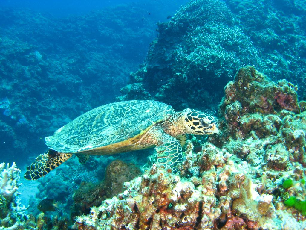 오키나와 토카시키 - 儀志布水路