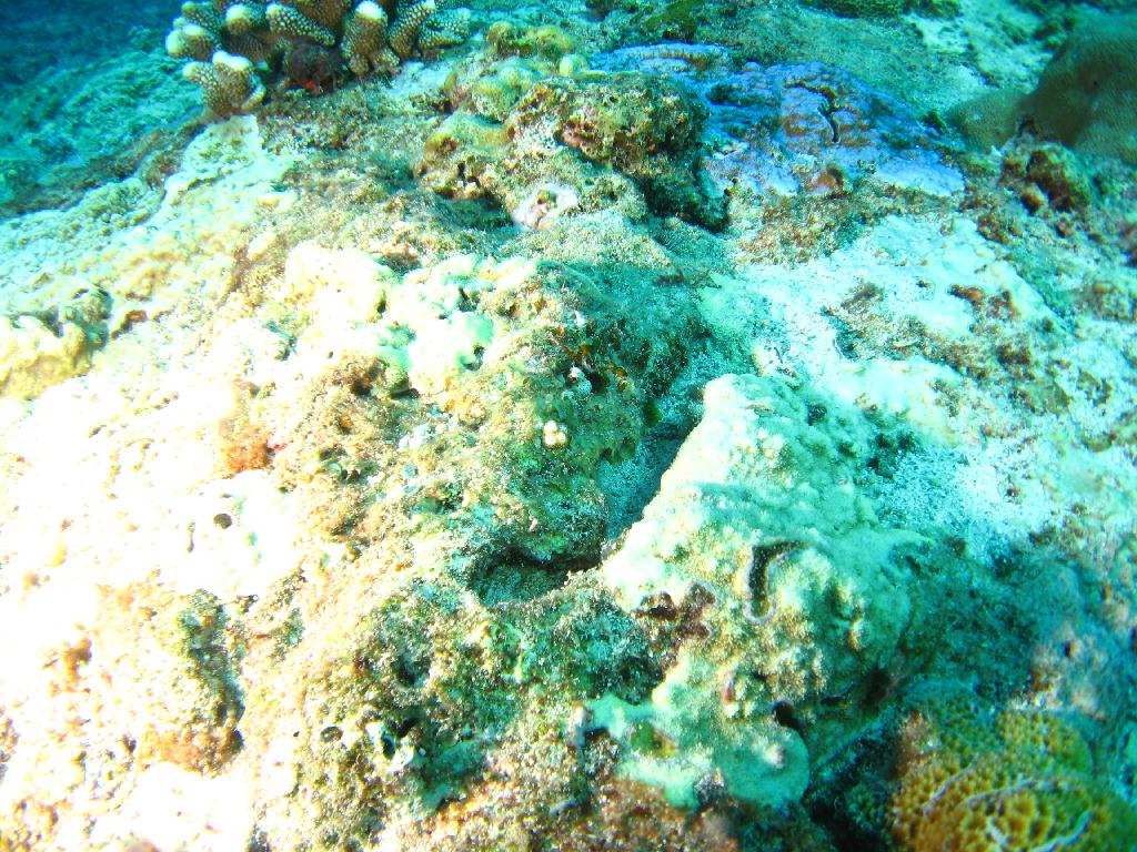 오키나와 토카시키섬 - イラブヤー