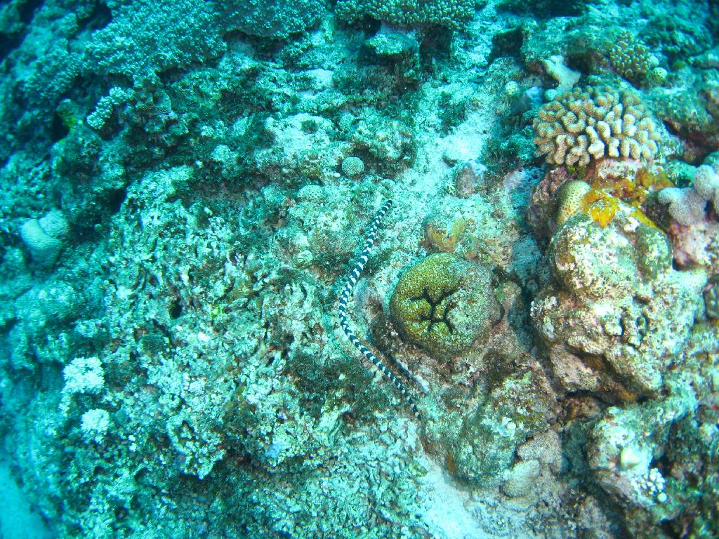 오키나와 토카시키섬 - イラブヤー