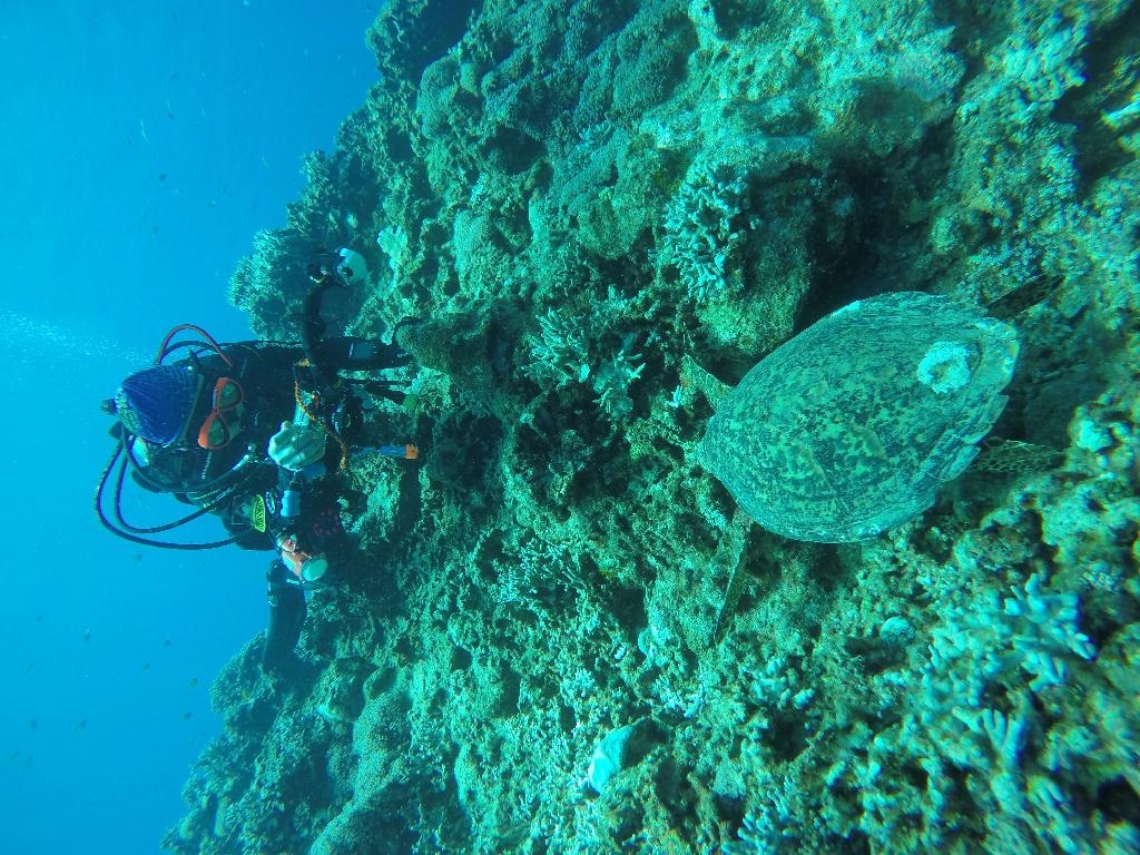 오키나와 토카시키섬 - イラブヤー