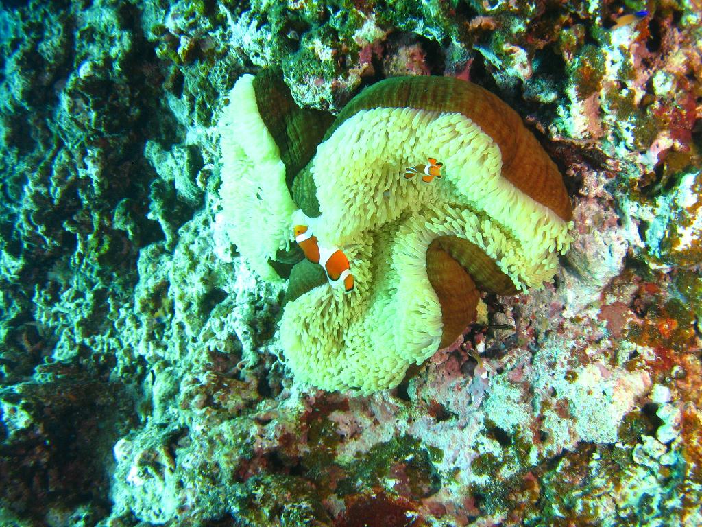 오키나와 토카시키 - 儀志布水路