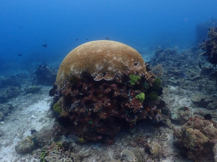 펀다이빙 - 필리핀 아닐라오 킹콩다이브리조트 - 아플스락
