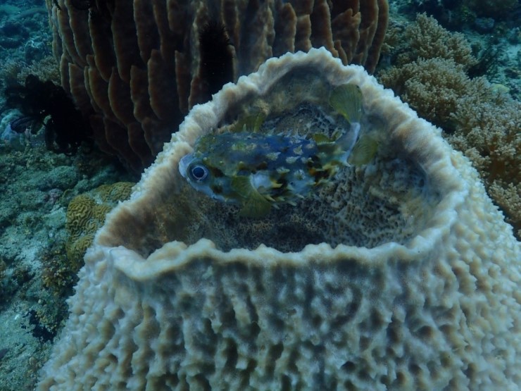 펀다이빙 - 필리핀 아닐라오 킹콩다이브리조트 - 아플스락