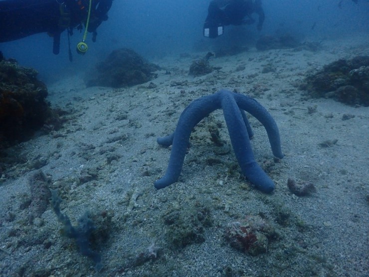 펀다이빙 - 필리핀 아닐라오 킹콩다이브리조트 - 성당바위